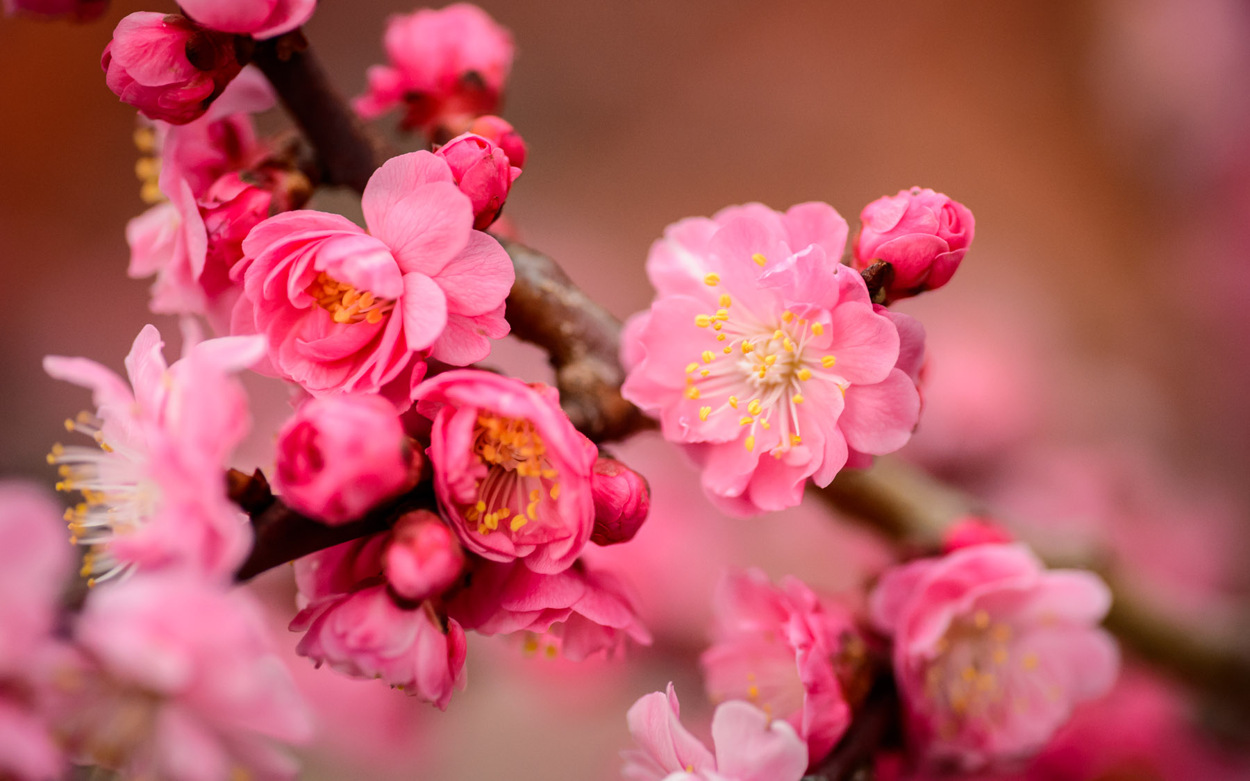 plum-blossom